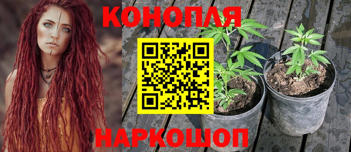 Канабис OG Kush  Шишки марихуана марихуана  МАРИХУАНА сатива  Кинель  Вход с VPN  Канабис индика 